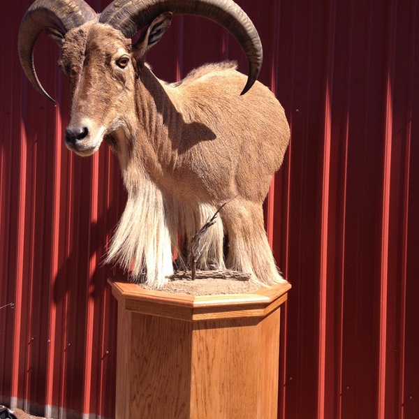 Heads & Tails Taxidermy-1-5