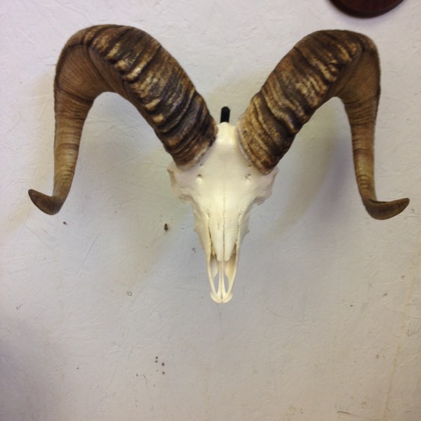 Heads & Tails Taxidermy-10-2