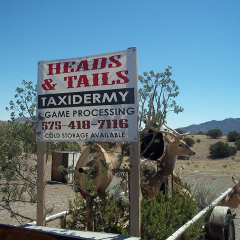 Heads & Tails Taxidermy-10
