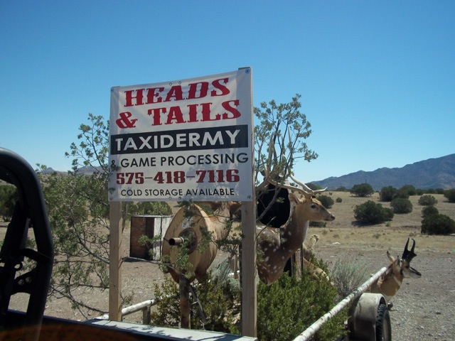 Heads & Tails Taxidermy-10