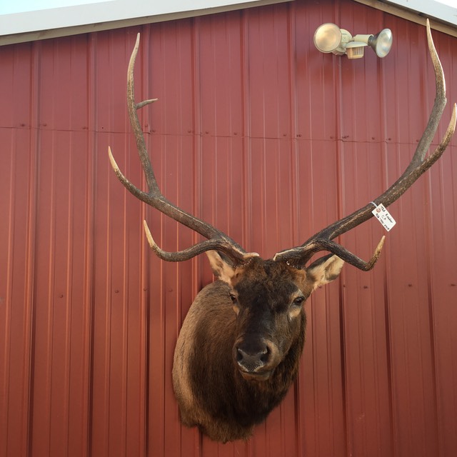 Heads & Tails Taxidermy-11-2