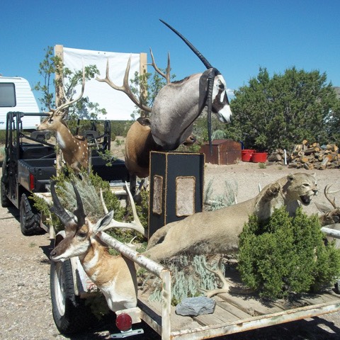 Heads & Tails Taxidermy-11
