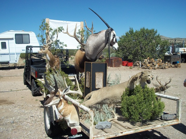 Heads & Tails Taxidermy-11