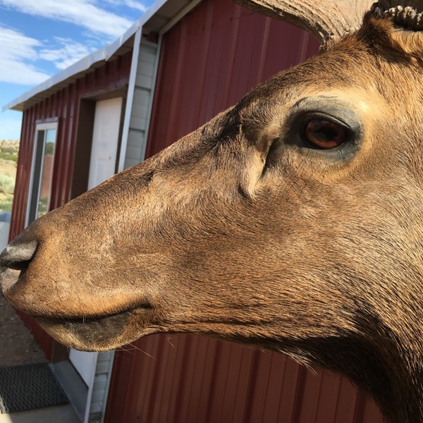 Heads & Tails Taxidermy-13-2