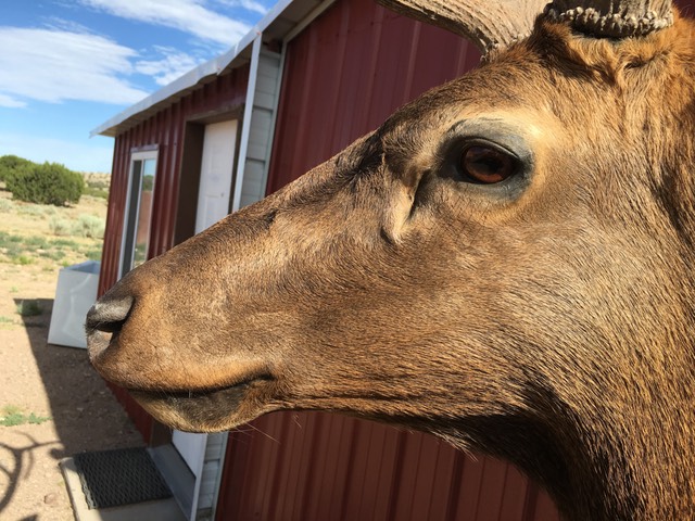 Heads & Tails Taxidermy-13-2