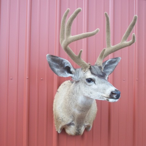 Heads & Tails Taxidermy-13