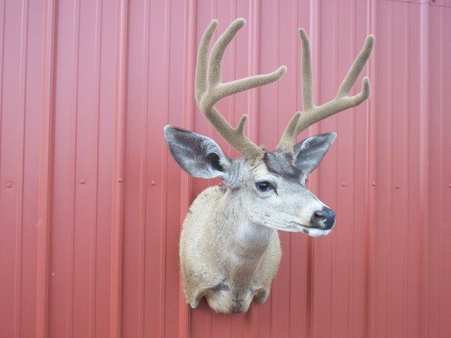 Heads & Tails Taxidermy-13