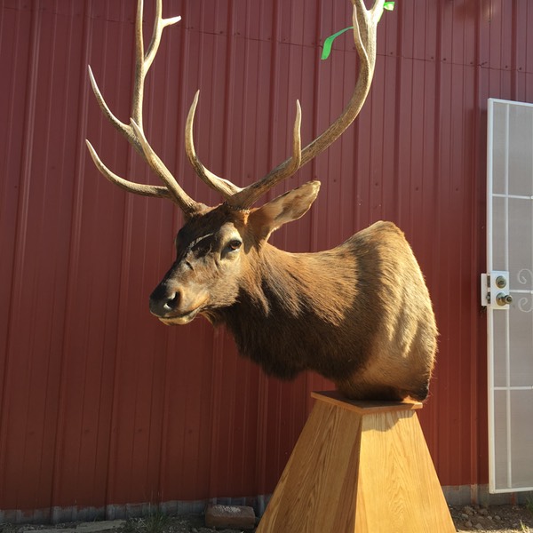 Heads & Tails Taxidermy-14-2