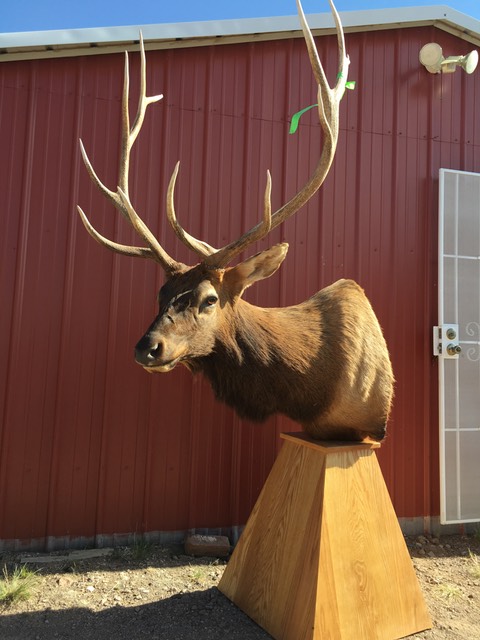 Heads & Tails Taxidermy-14-2