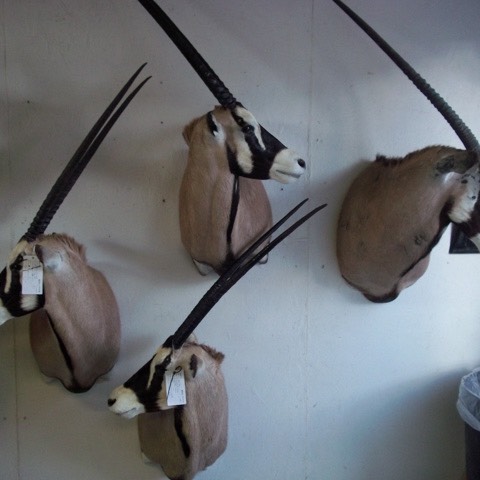 Heads & Tails Taxidermy-14