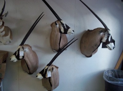 Heads & Tails Taxidermy-14.jpg