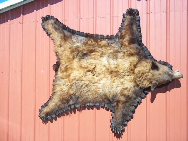 Heads & Tails Taxidermy-15-2