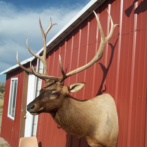 Heads & Tails Taxidermy-15-3