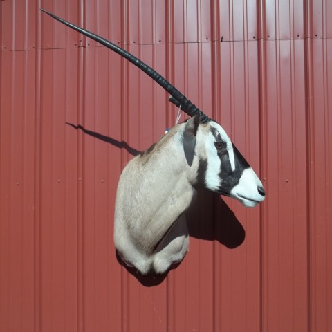 Heads & Tails Taxidermy-15-4