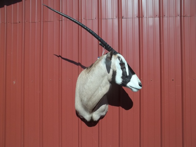 Heads & Tails Taxidermy-15-4