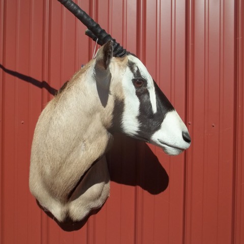 Heads & Tails Taxidermy-15-5