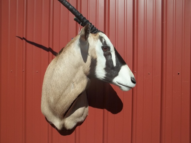 Heads & Tails Taxidermy-15-5