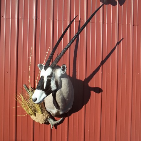 Heads & Tails Taxidermy-15-6