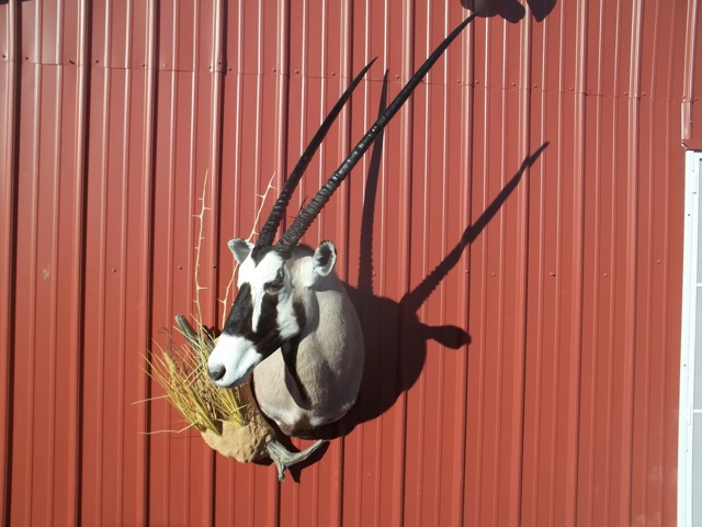 Heads & Tails Taxidermy-15-6