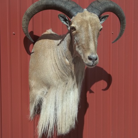 Heads & Tails Taxidermy-15-10