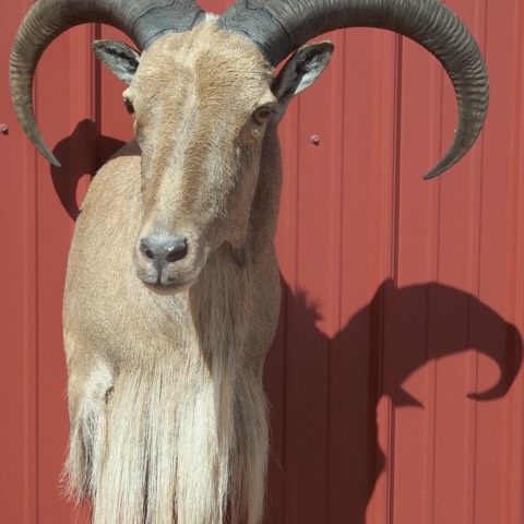 Heads & Tails Taxidermy-15-11