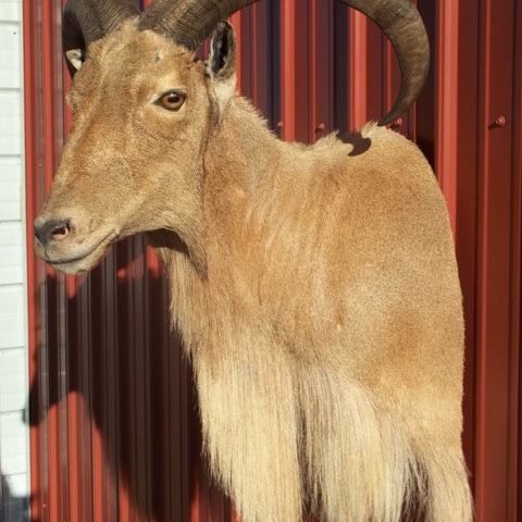 Heads & Tails Taxidermy-15-13