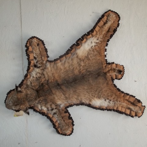 Heads & Tails Taxidermy-15-14