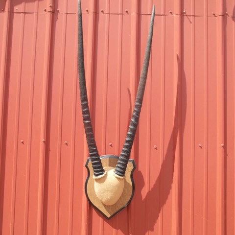 Heads & Tails Taxidermy-15-16