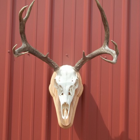 Heads & Tails Taxidermy-15-17
