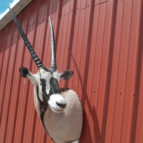 Heads & Tails Taxidermy-15-18
