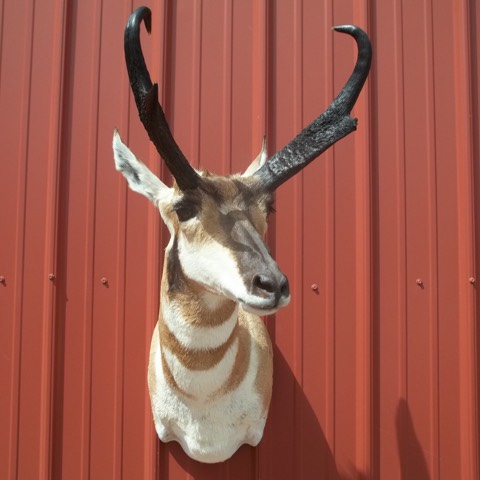 Heads & Tails Taxidermy-15-15