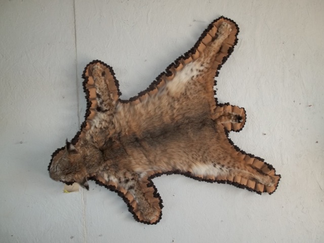 Heads & Tails Taxidermy-15-14