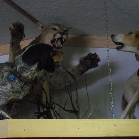 Heads & Tails Taxidermy-2-3