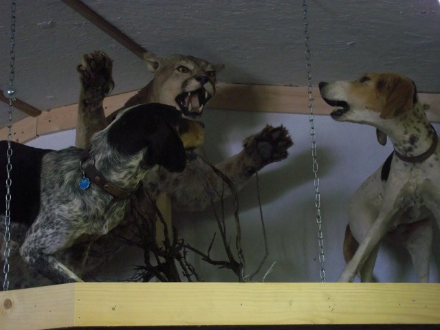 Heads & Tails Taxidermy-2-3
