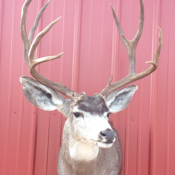 Heads & Tails Taxidermy-2-4