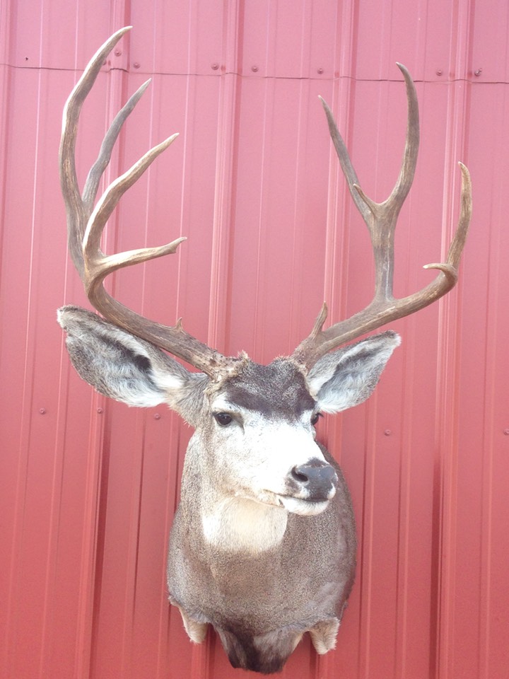 Heads & Tails Taxidermy-2-4