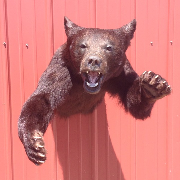 Heads & Tails Taxidermy-3-4