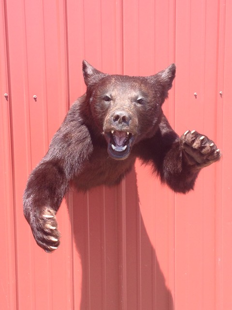 Heads & Tails Taxidermy-3-4