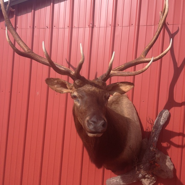 Heads & Tails Taxidermy-4-4