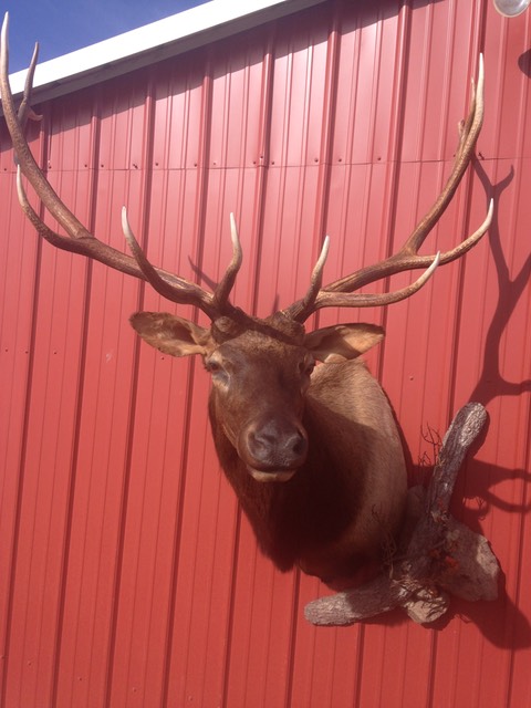 Heads & Tails Taxidermy-4-4