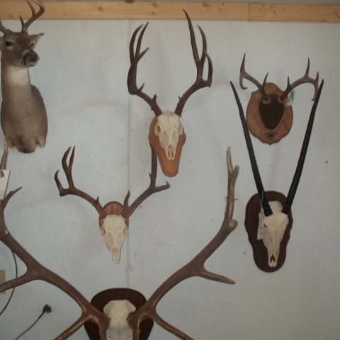 Heads & Tails Taxidermy-5
