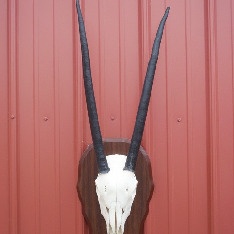 Heads & Tails Taxidermy-6-2