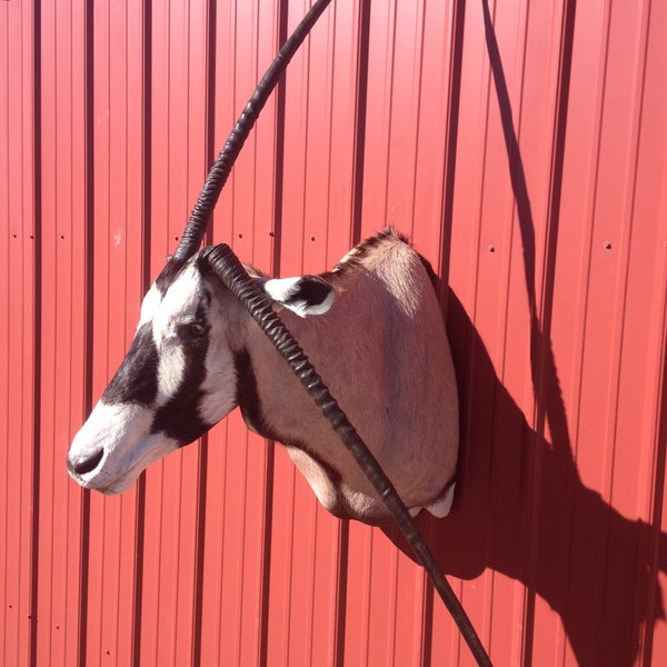 Heads & Tails Taxidermy-6-3