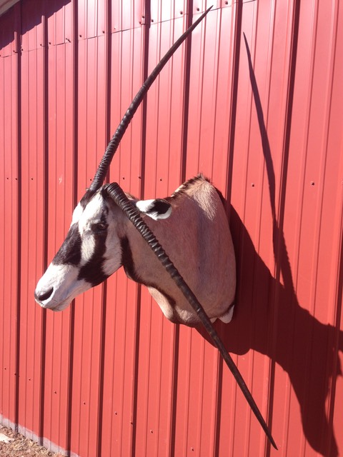 Heads & Tails Taxidermy-6-3