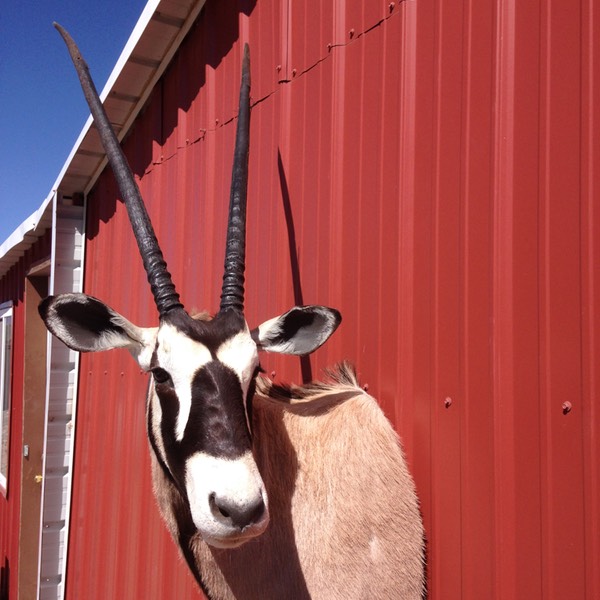 Heads & Tails Taxidermy-7-2