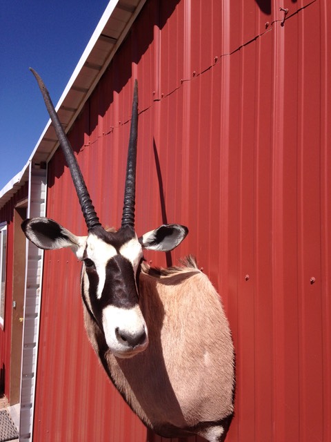 Heads & Tails Taxidermy-7-2