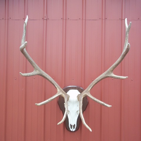 Heads & Tails Taxidermy-7