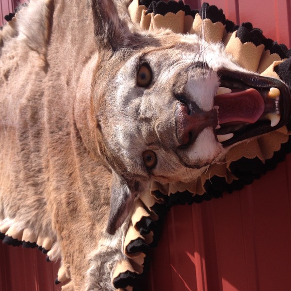 Heads & Tails Taxidermy-8-2