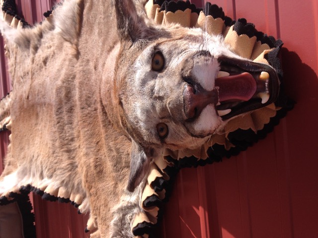 Heads & Tails Taxidermy-8-2