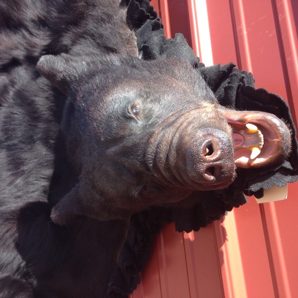 Heads & Tails Taxidermy-9-2
